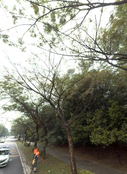 tree photo