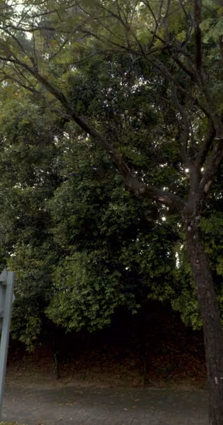 tree photo