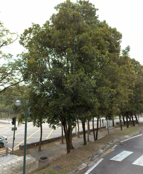 tree photo