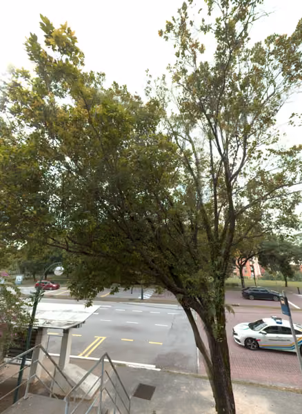 tree photo