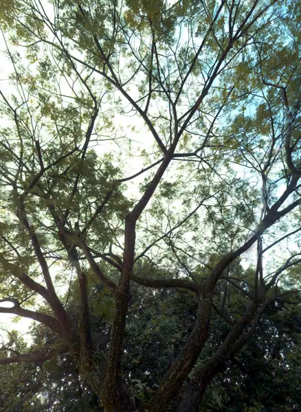 tree photo