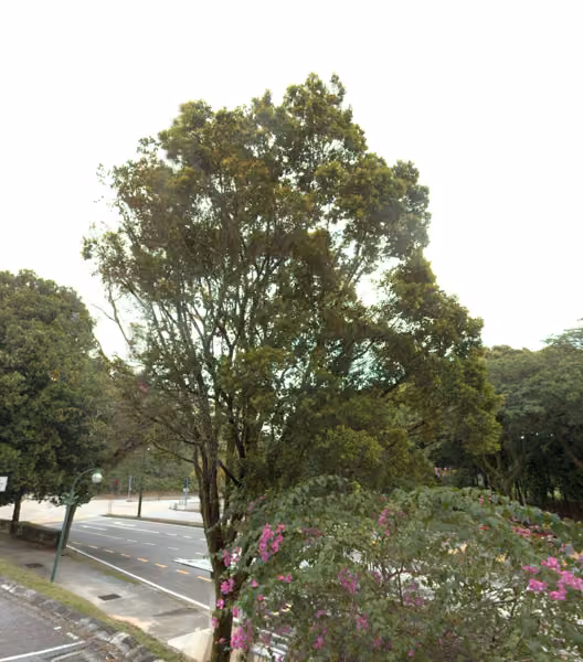 tree photo