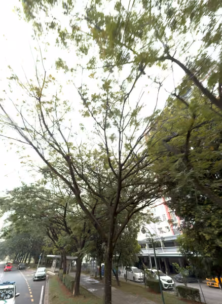 tree photo