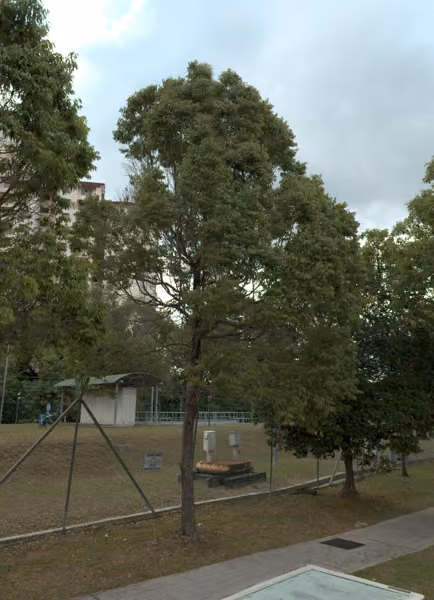 tree photo