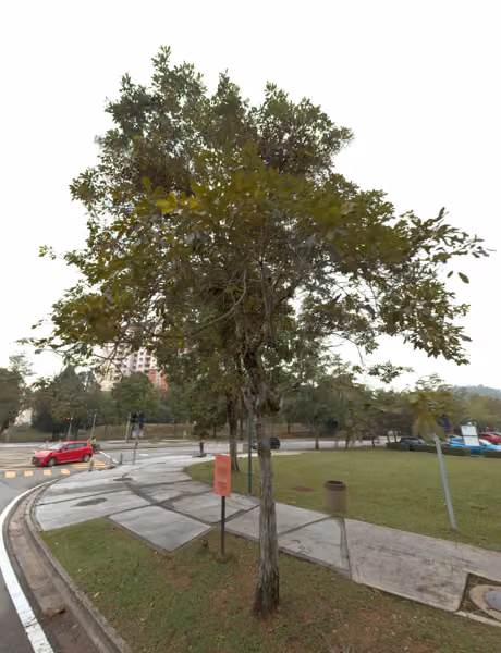 tree photo