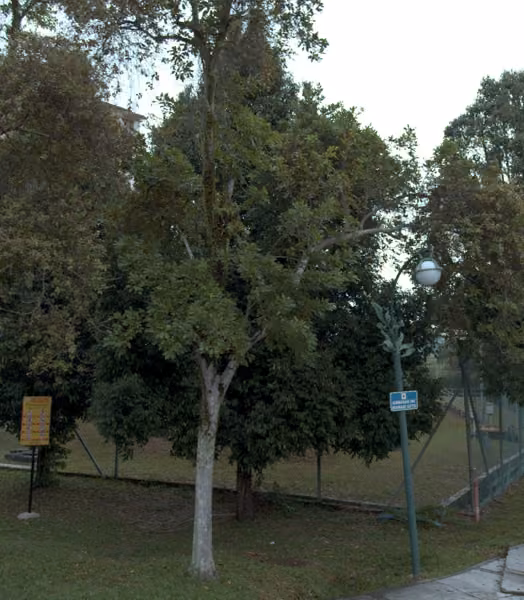 tree photo