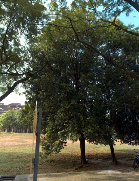 tree photo