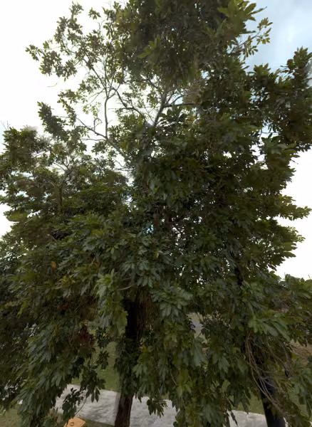 tree photo