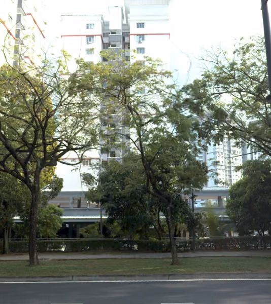 tree photo