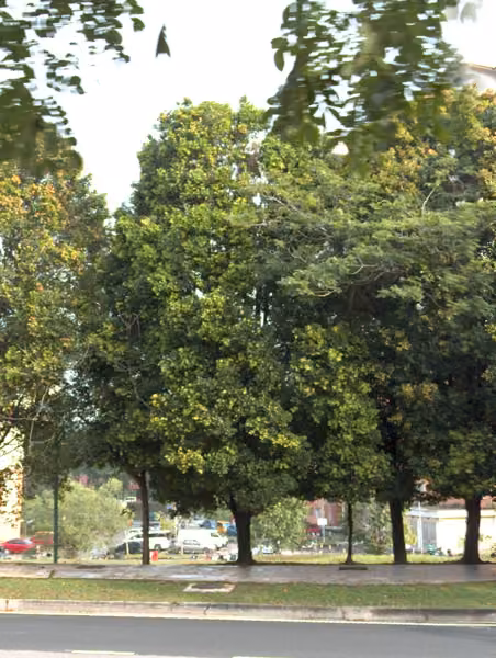 tree photo