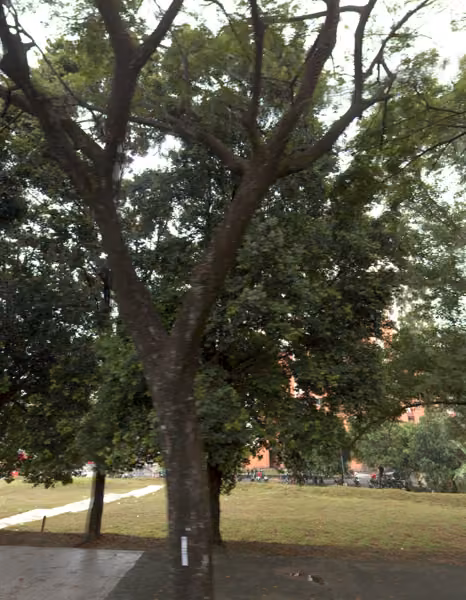 tree photo