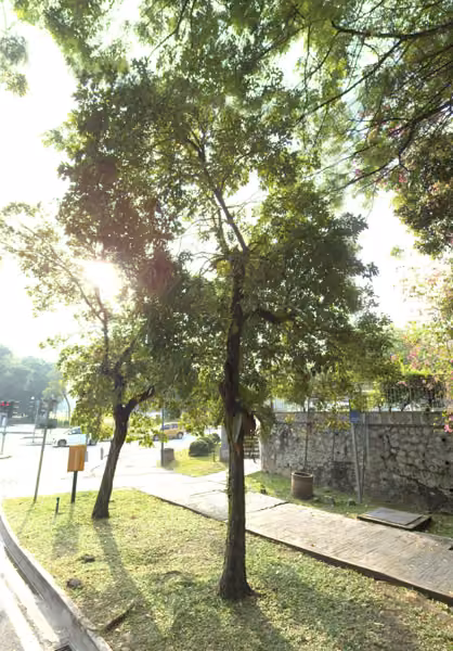 tree photo