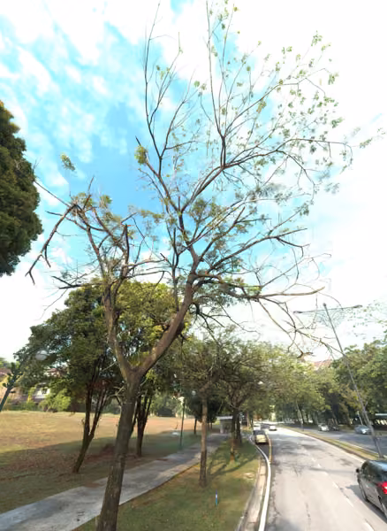 tree photo