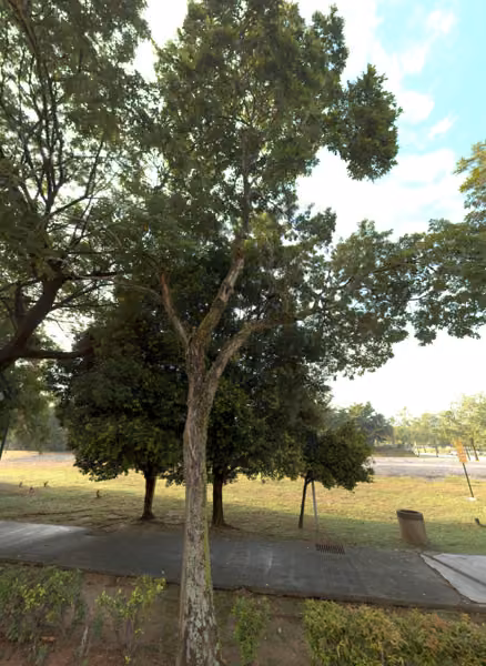 tree photo