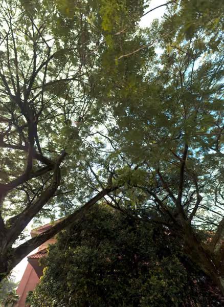 tree photo
