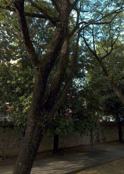 tree photo
