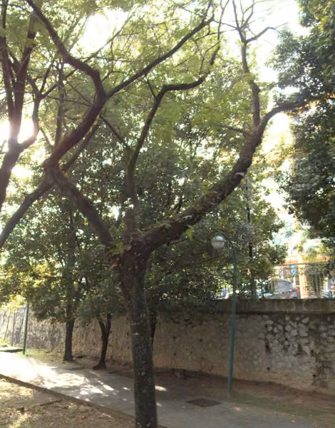 tree photo