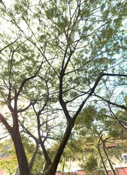 tree photo