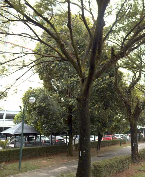 tree photo