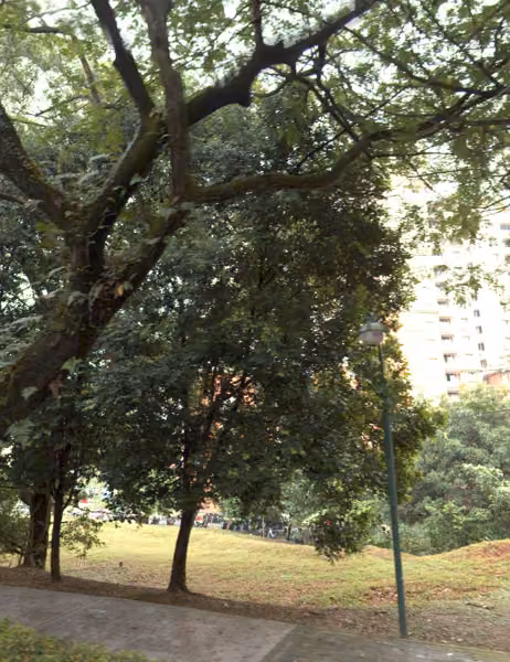 tree photo