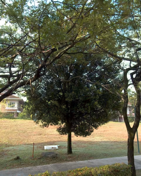 tree photo