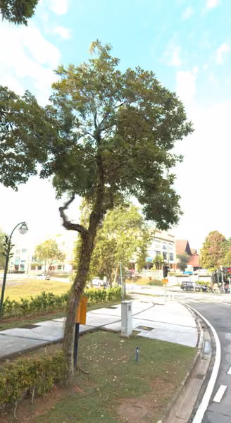 tree photo