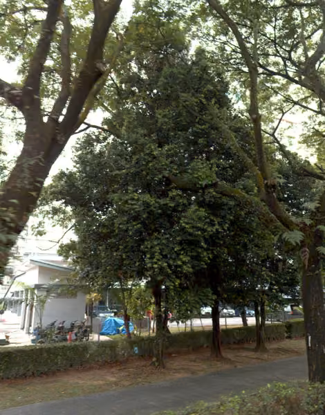 tree photo