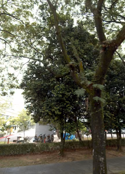 tree photo