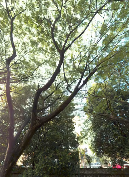 tree photo
