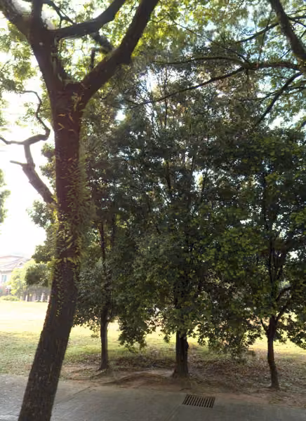 tree photo