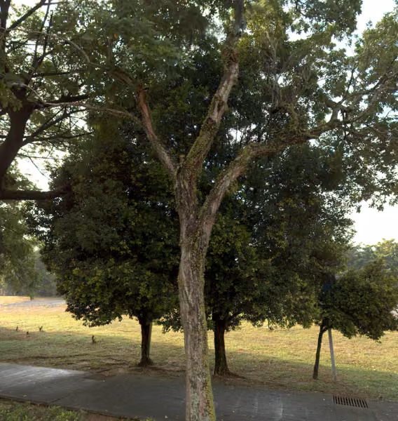 tree photo