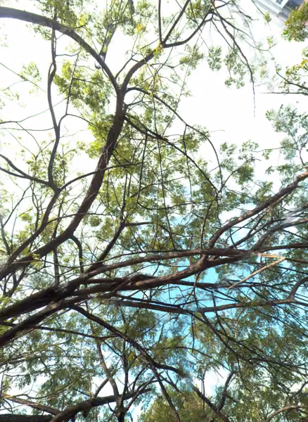 tree photo