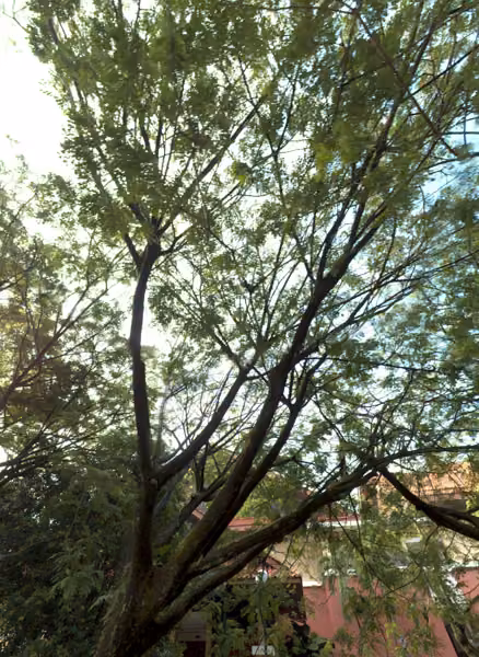 tree photo