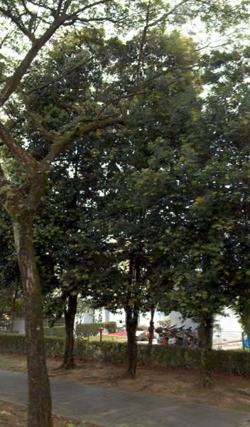 tree photo