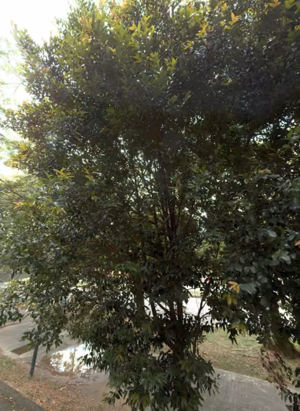 tree photo