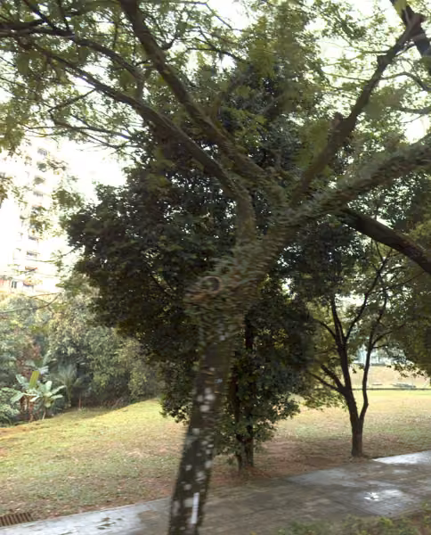 tree photo