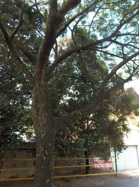 tree photo
