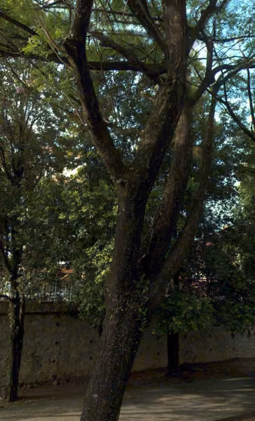 tree photo