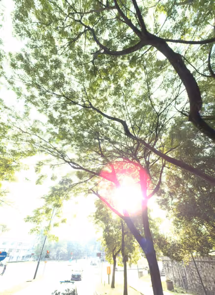 tree photo