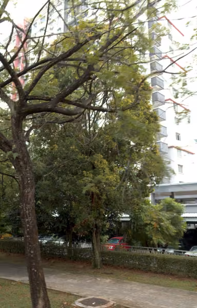 tree photo
