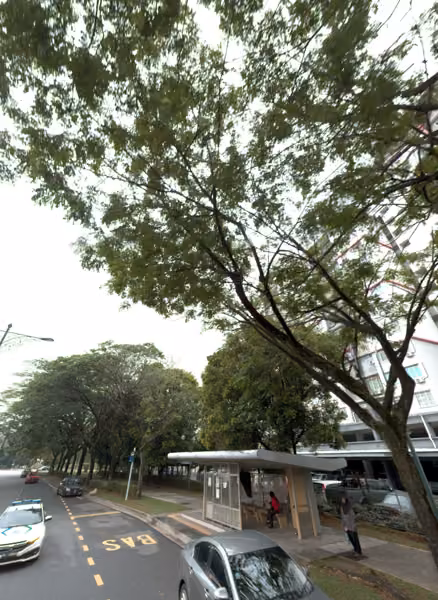 tree photo