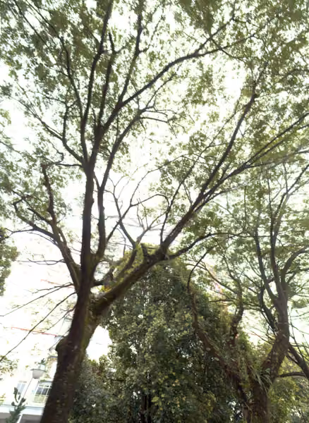 tree photo