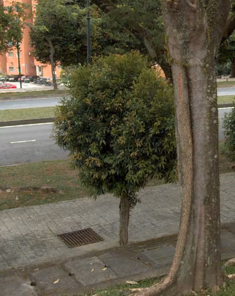 tree photo