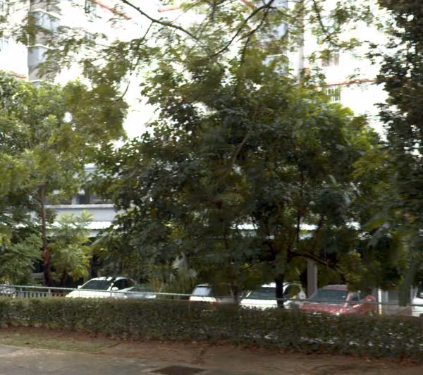 tree photo