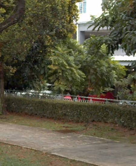 tree photo