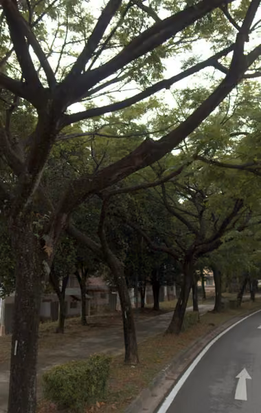 tree photo