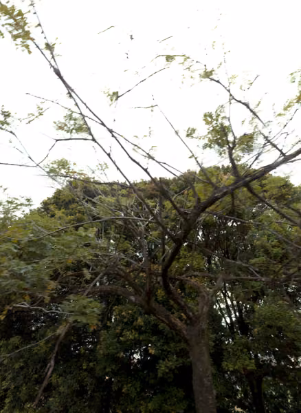 tree photo