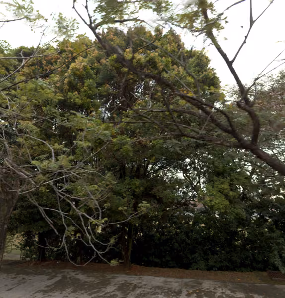 tree photo