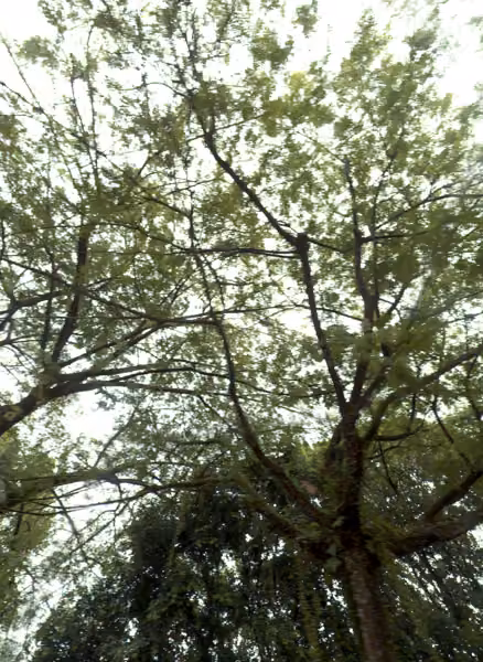 tree photo