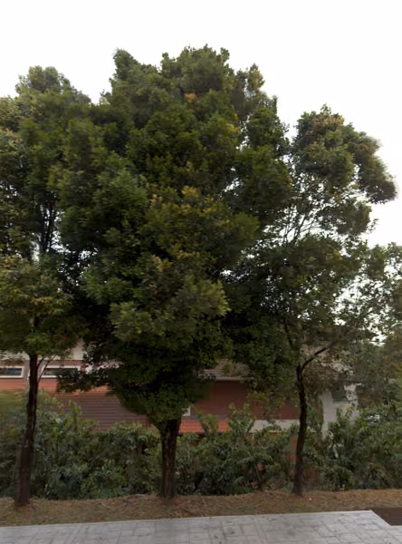 tree photo